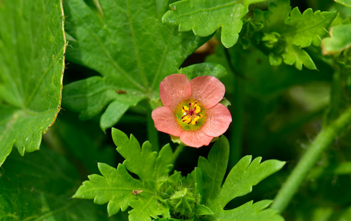 Modiola caroliniana, Carolina Bristlemallow Modiola caroliniana, Carolina Bristlemallow